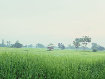 Scenic view of agricultural field against sky