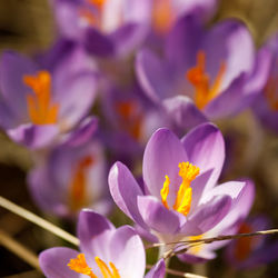 Close-up of crocus blooming outdoors