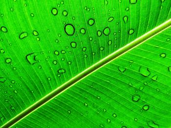 Full frame shot of raindrops on leaves