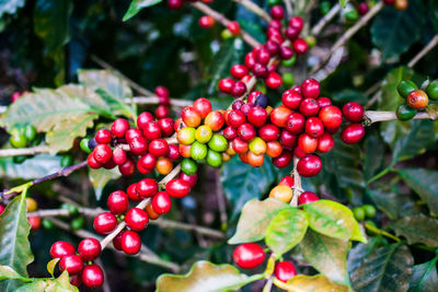 Close-up of cherries growing on tree