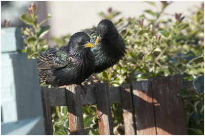 Bird perching on wood