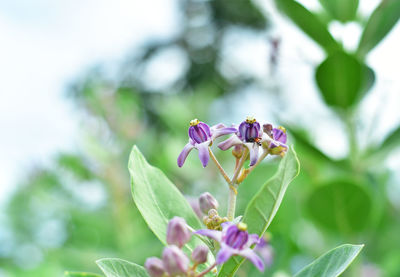 Close-up of insect on purple flowering plant