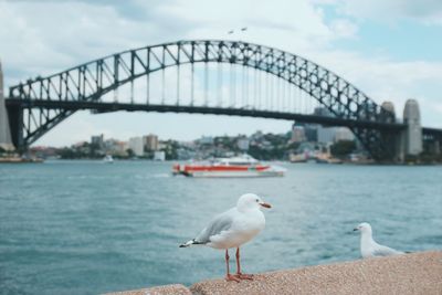 Seagull on bridge over river in city against sky