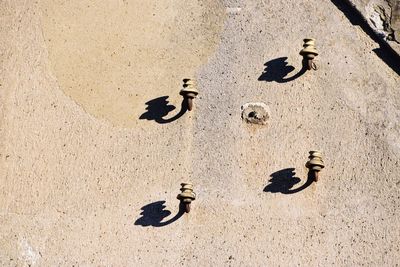 High angle view of birds on wall