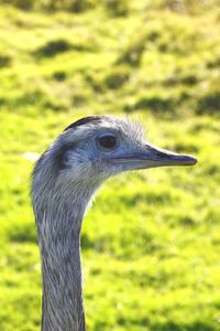 Close up head shot of an emu