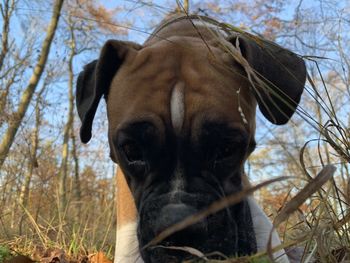 Close-up portrait of a dog