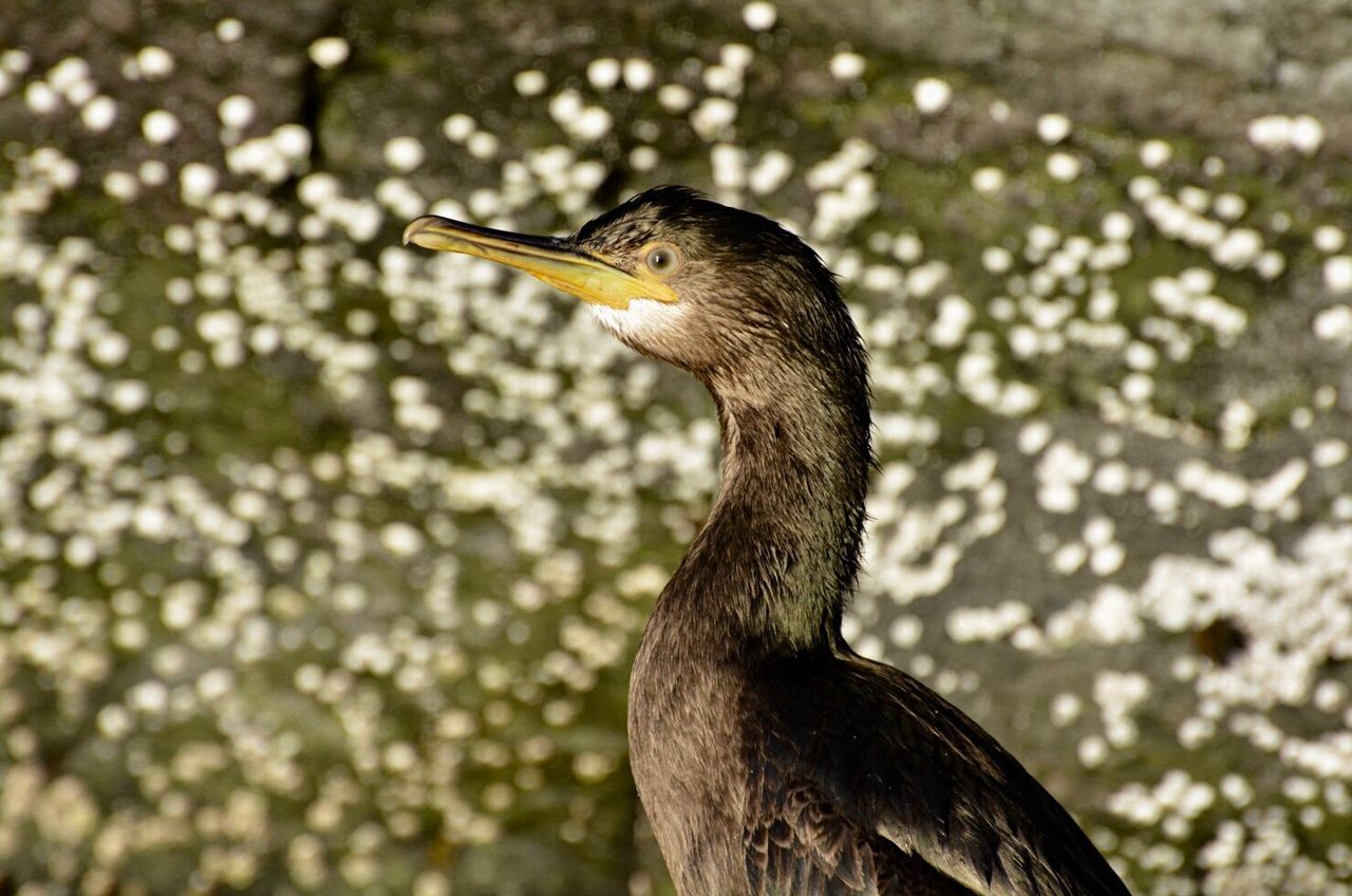 animal wildlife, one animal, animal themes, bird, animals in the wild, animal, vertebrate, no people, cormorant, day, nature, focus on foreground, beak, close-up, outdoors, animal body part, side view, water bird, looking away, land, animal neck, profile view