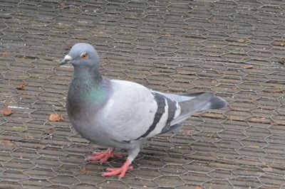 Close-up of bird