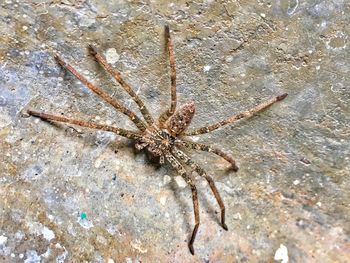 Close-up of spider on rock