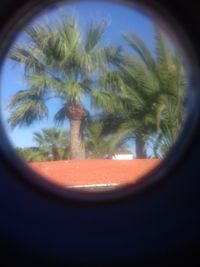 Reflection of palm trees in mirror