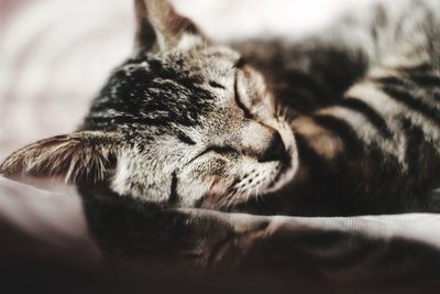 Close-up of cat sleeping on bed