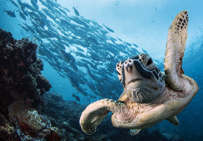 Turtle swimming in sea