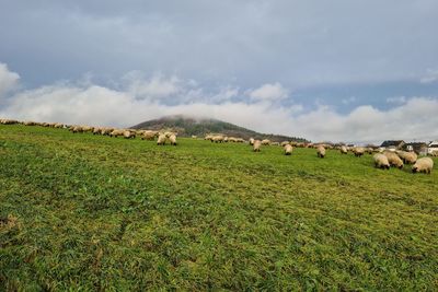 Scenic view of field against sky