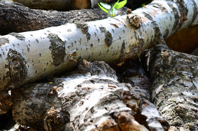 Close-up of lichen on tree trunk