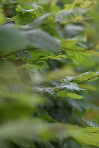 Close-up of plant