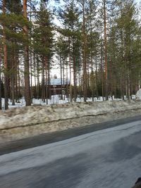 Trees in forest during winter