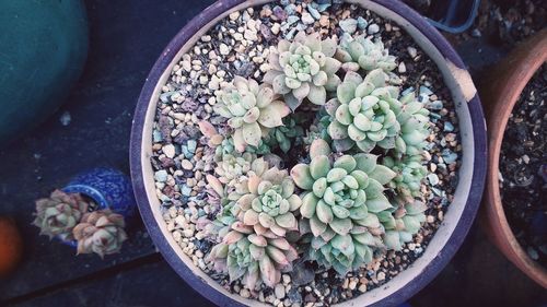 High angle view of potted plant in basket