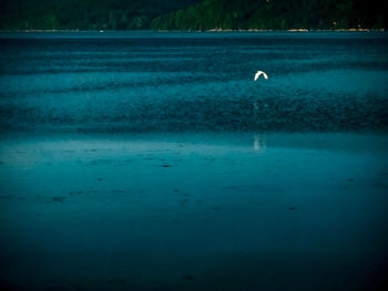 View of bird in lake