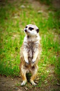 Close-up of lion on field