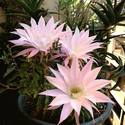 Close-up of flower growing in plant