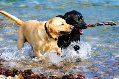 Dog playing in water