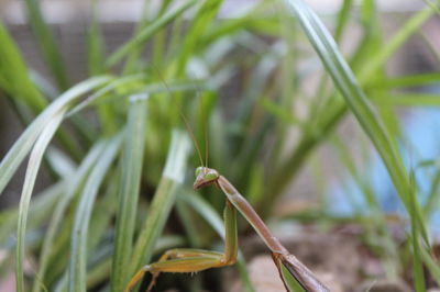 Close-up of insect on plant