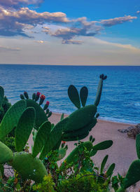 Cactus growing on beach against sky