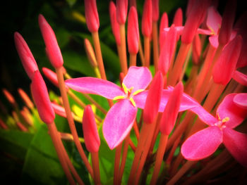 Close-up of pink flowering plants