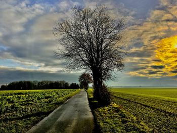 Tree by road against sky during sunset