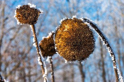 Close-up of thistle flowers against sky