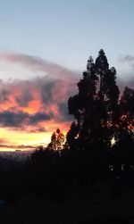 Silhouette of trees at sunset