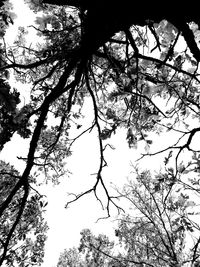 Low angle view of tree against sky