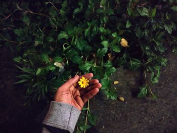 High angle view of person hand holding flowering plant