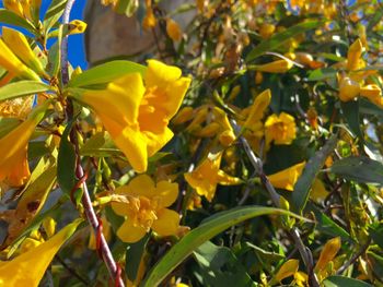 Close-up of yellow flowers