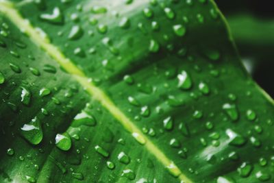 Close-up of water drops on leaf