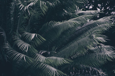 Low angle view of palm tree