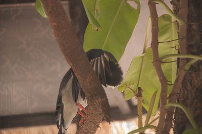 Close-up of leaves on tree