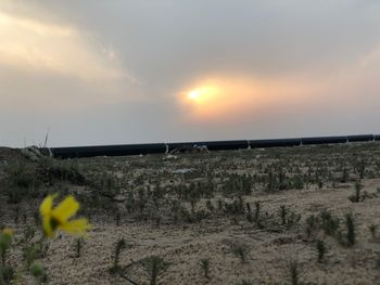 Scenic view of field against sky during sunset
