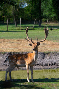 Red deer or european deer. a herd of deer and roe deer by the lake - image