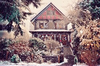 Christmas tree in winter