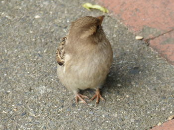 High angle view of duck