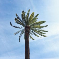 Low angle view of palm trees against sky