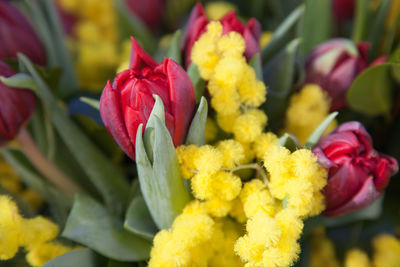 Close-up of yellow flowering plant