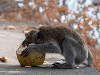 View of a eating food