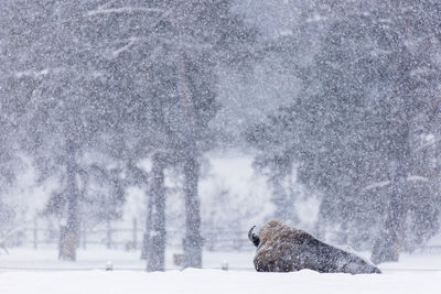 View of an animal during winter