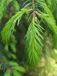 Close-up of pine tree needles