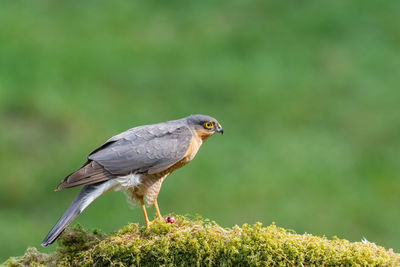 Sparrowhawk, accipiter nisus, on a moss-covered tree branch in a woodland setting