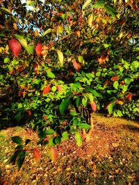 Plants growing on tree in autumn