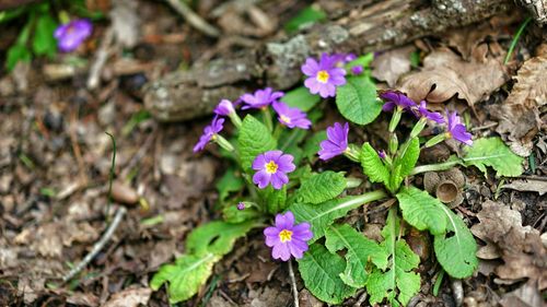 Close-up of purple flowers blooming in field