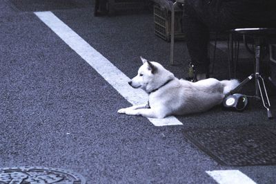 Dog on sidewalk